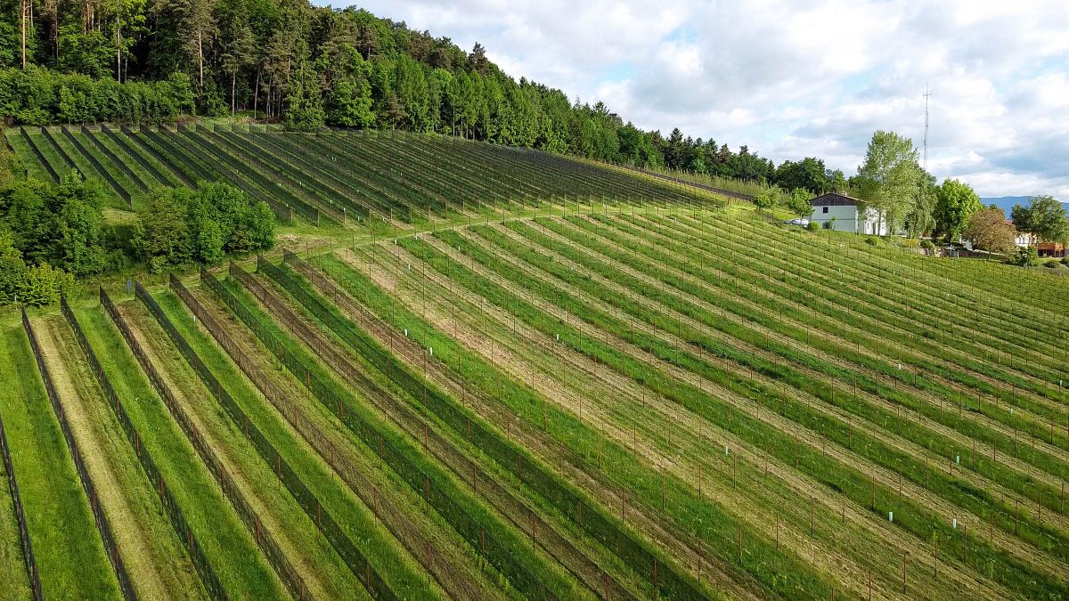 Weinstöcke Schmallegger Weinstöcke Schmallegger